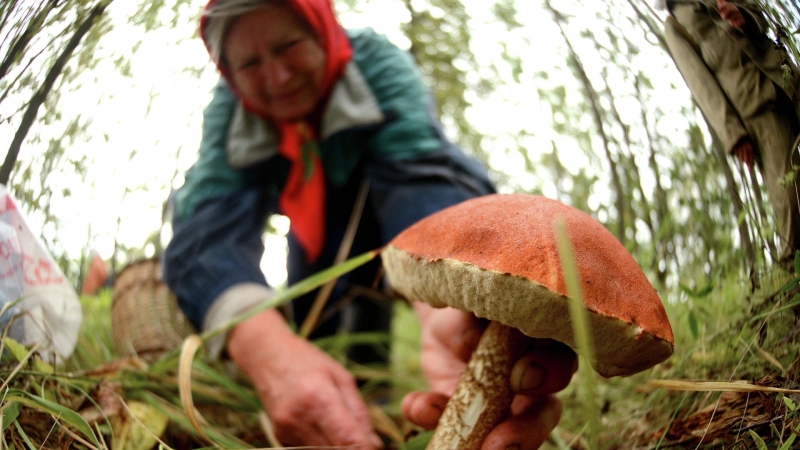 Исследование: большинство россиян собирают грибы ради азарта