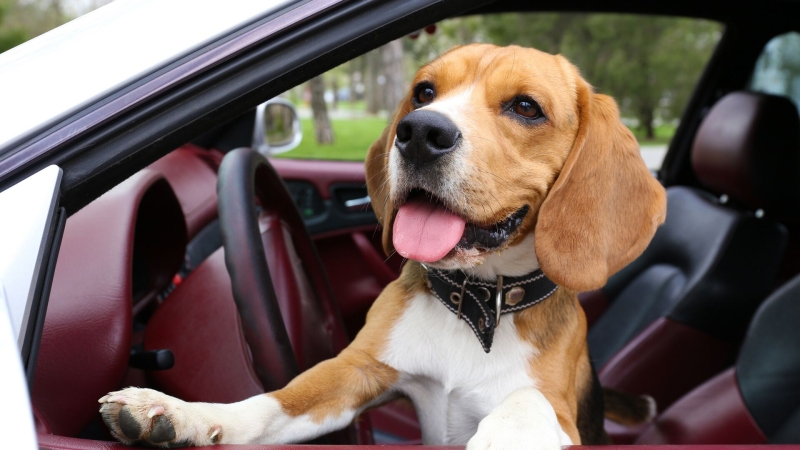 Кинолог рассказал, как правильно подготовить собаку к поездке в машине