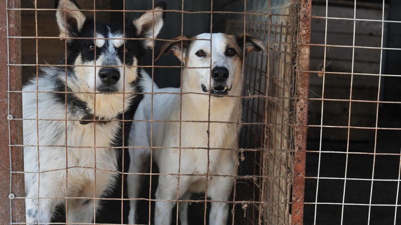 Кинолог рассказал, кому не стоит брать собаку из приюта