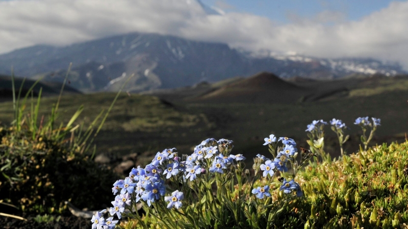 На Камчатке при восхождении на гору погиб турист