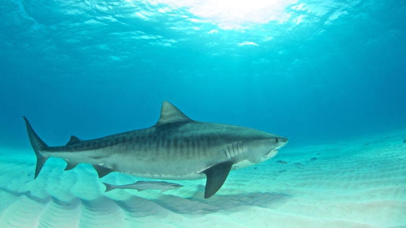 Океанолог рассказал о самых опасных акулах в Красном море