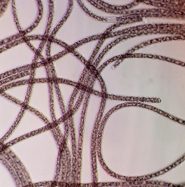 "Подсказки в тексте". Какие загадки оставил знаменитый библейский пророк