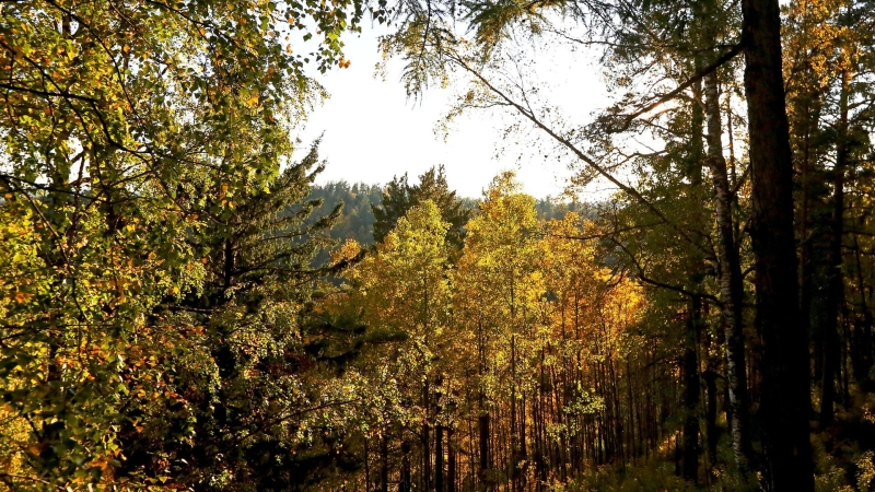 Природных пожаров в 2025 году в Москве не зафиксировано, заявил Бирюков