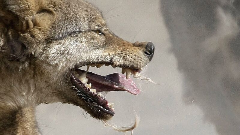 Россиян предупредили о риске заразиться бешенством от диких животных