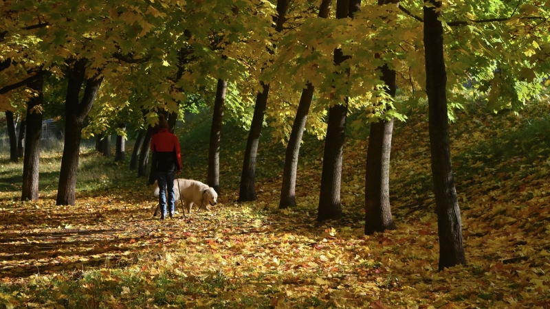 Синоптик рассказал, когда в Москву придет старое бабье лето