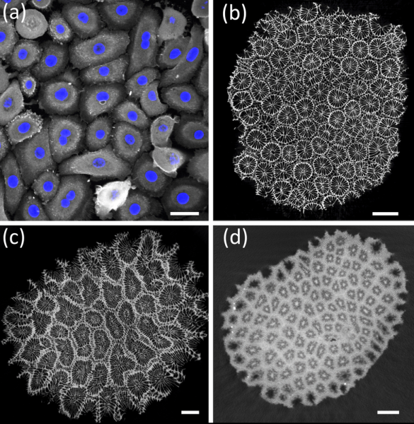Ученые обнаружили универсальный закон живой природы
