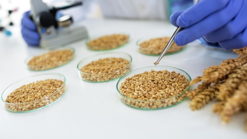 Ученый заявил, что Россия на пути выхода из кризиса семян