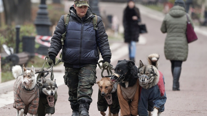 В Госдуму внесли проект об обязательной маркировке домашних животных