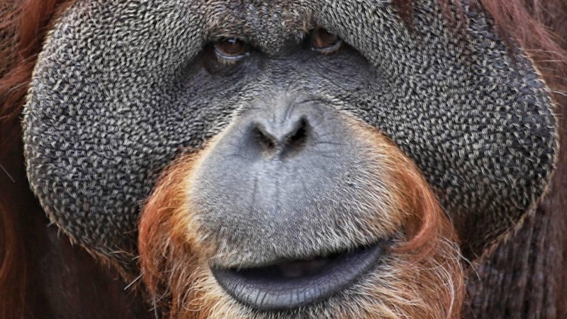 В Московском зоопарке умер 43-летний орангутан