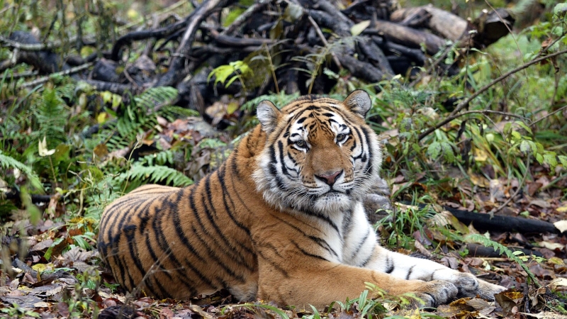 В Приморье открыли первую очередь центра реабилитации диких животных