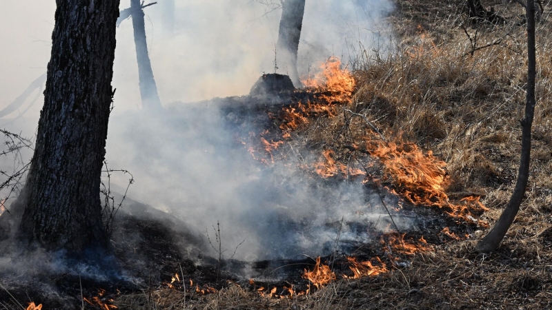 В России потушили девять природных пожаров за сутки