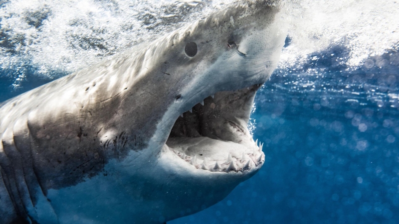 В США акула напала на восьмилетнего мальчика