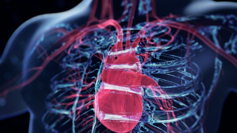 В Туле нашли способ предсказывать сердечно-сосудистые катастрофы