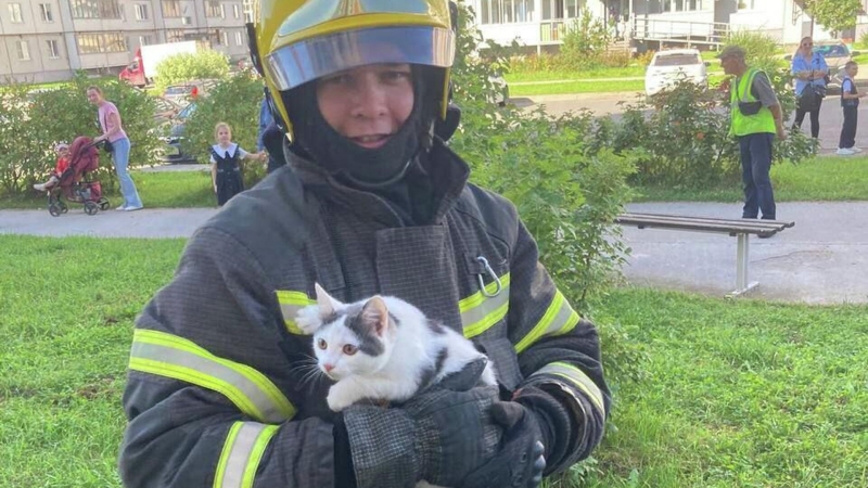 В Великом Новгороде спасли кота, застрявшего в окне