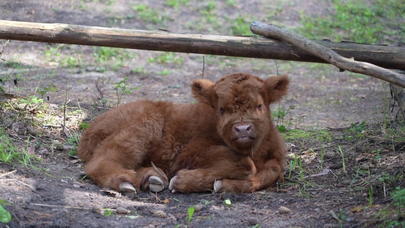 В вотчине Деда Мороза в Великом Устюге родился теленок шотландской породы