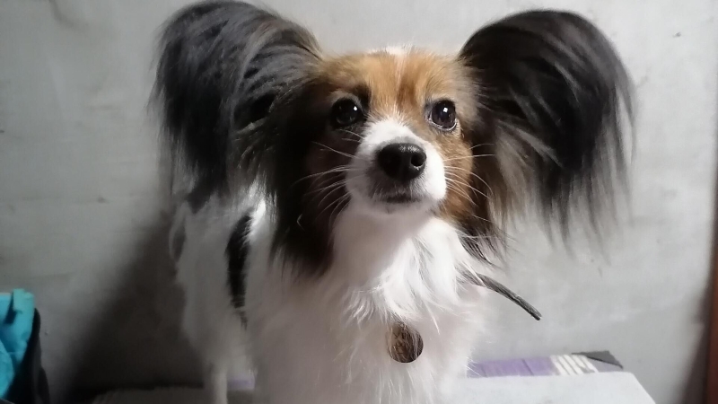 Волонтеры ищут собаку, сбежавшую из поезда под Воронежем