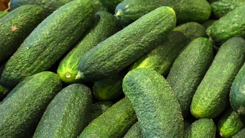 Врач рассказала, сколько огурцов нужно есть в день