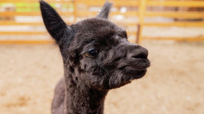 Жители Москвы выберут имя для малышки-альпаки с фермы на ВДНХ