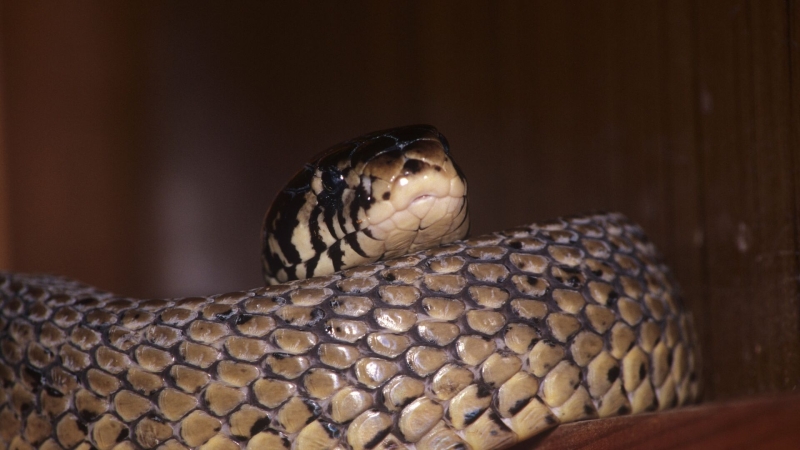 Змеи в Москве начали искать укрытия для спячки