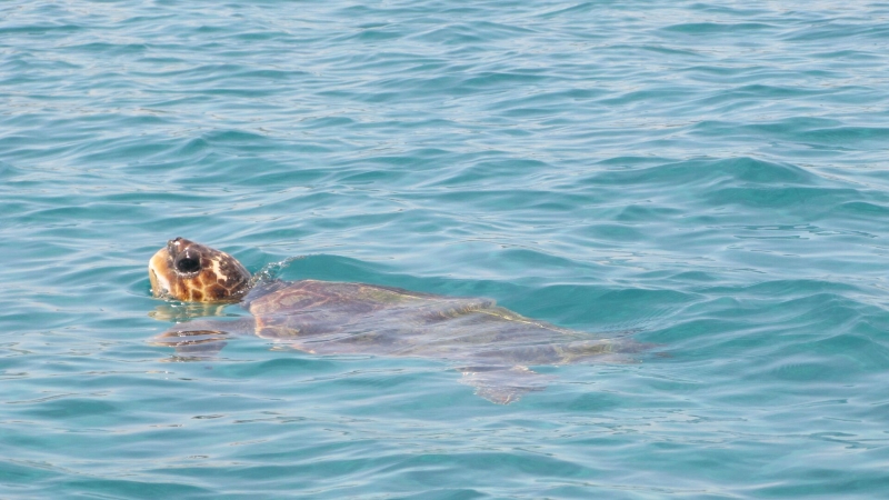 Черепаха охраняемого вида проплыла десять тысяч километров за пять месяцев