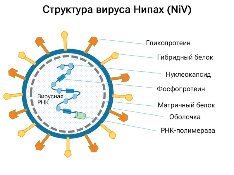 "Хуже, чем COVID". Чем опасен для России новый вирус Нипах