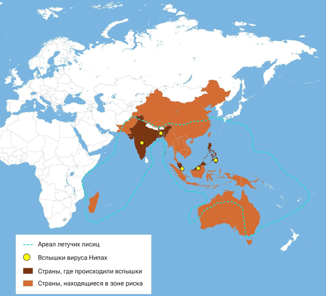"Хуже, чем COVID". Чем опасен для России новый вирус Нипах