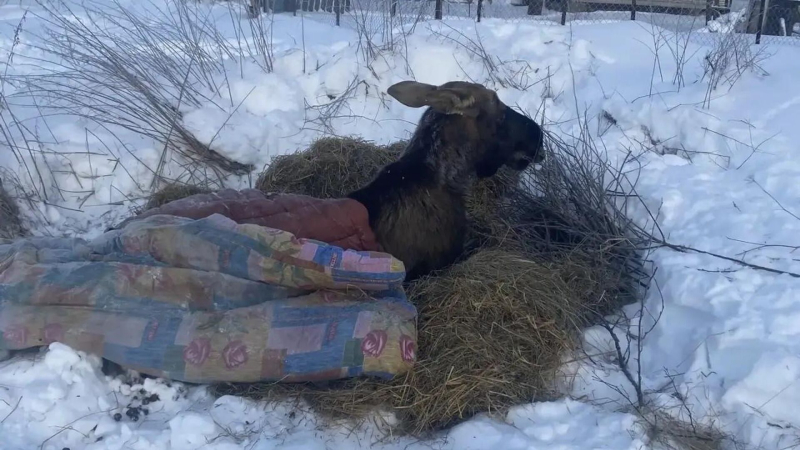 Ярославские власти рассказали о состоянии спасенного жителями лося