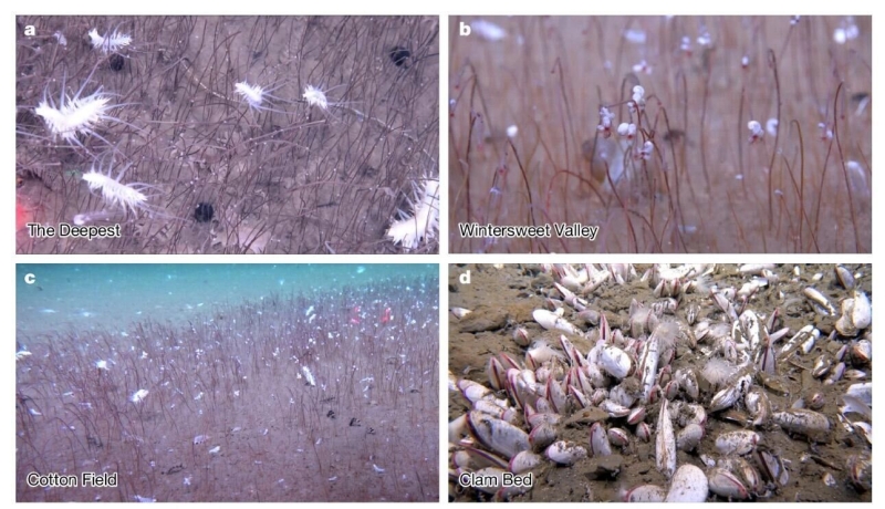 "Как на других планетах". У берегов России обнаружена необычная форма жизни
