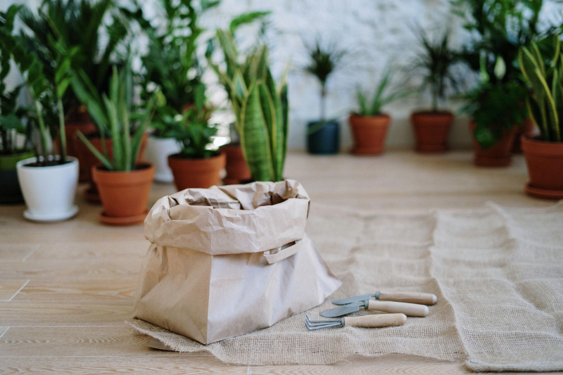 Как пересадить комнатные цветы: правила, сроки и рекомендации