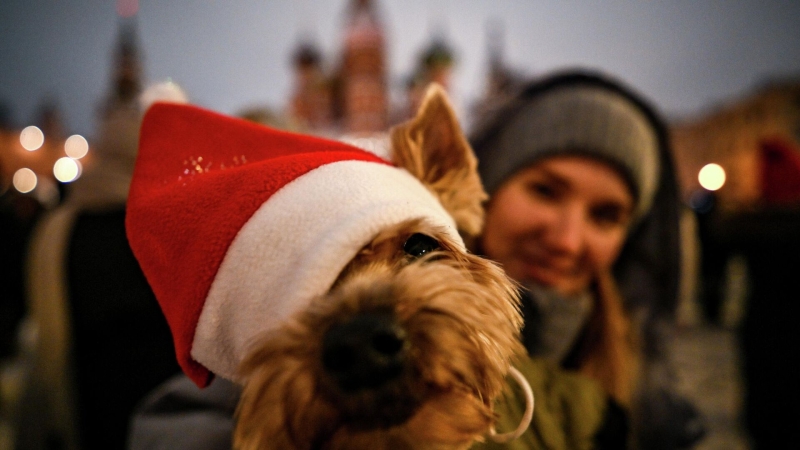 Кинолог объяснил, какие игрушки необходимы собакам