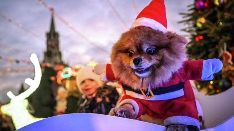 Кинолог рассказал об основных тратах на содержание собаки