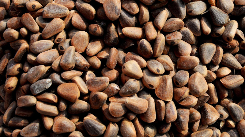 Китай нарастил импорт кедровых орехов из России в шесть раз