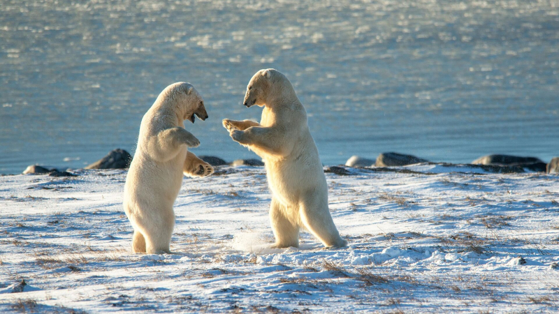 Климатолог объяснил, почему белые медведи все чаще выходят к людям