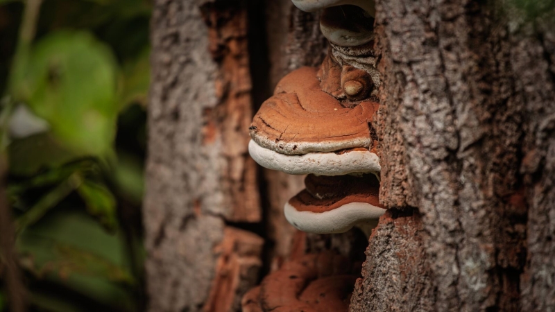 На Урале обнаружили неожиданный защитный эффект трутовых грибов