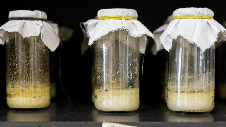 На Урале обнаружили неожиданный защитный эффект трутовых грибов