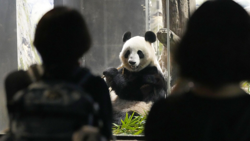 Последние в Японии гигантские панды уехали в Китай