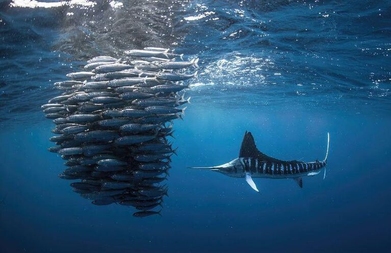 Россиянин, получивший "Оскар" в мире фотографии, рассказал про лучшие кадры