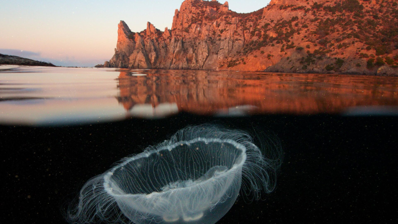 Российские туроператоры не получали жалоб от туристов из-за укусов медуз