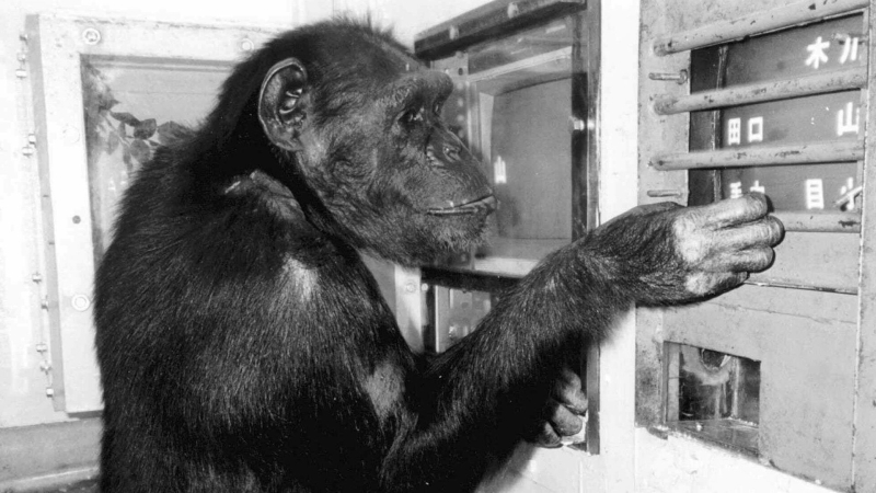 Шимпанзе Ай, распознававшая буквы, цифры и иероглифы, умерла в 49 лет