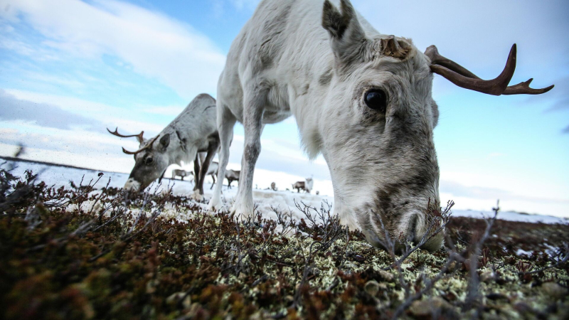 Ученый объяснил массовую гибель северных оленей