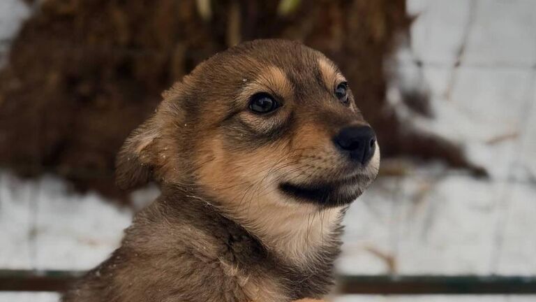 В Красногорске пройдет выставка-пристройство собак из приютов