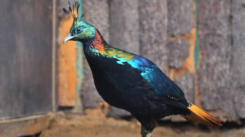 В Ленинградский зоопарк привезли гималайских моналов