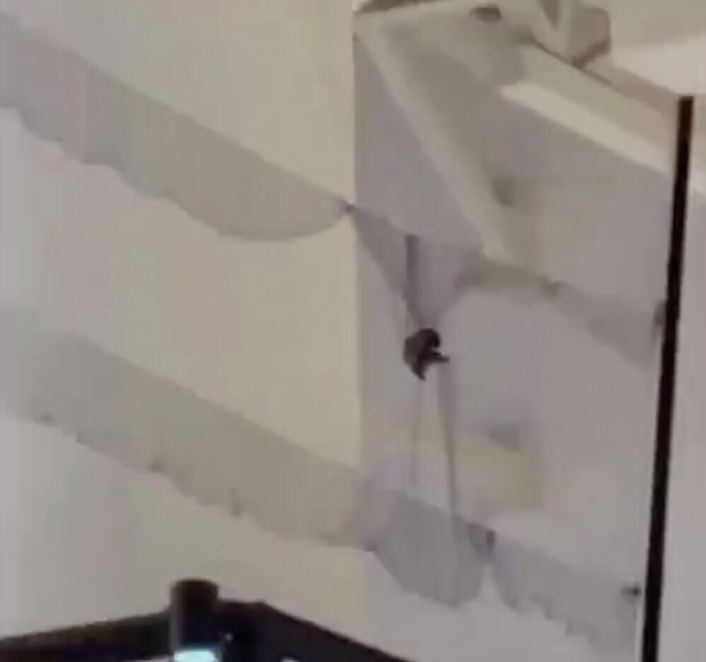 В московском ТЦ "Авиапарк" прокомментировали видео с птицами в сетках