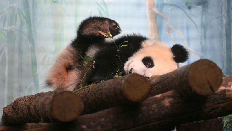 В Московском зоопарке построят уникальный вольер для панды Катюши