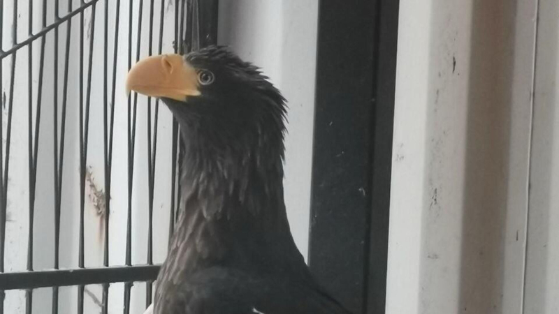 В Нижнем Новгороде спасли раненого краснокнижного белоплечего орлана