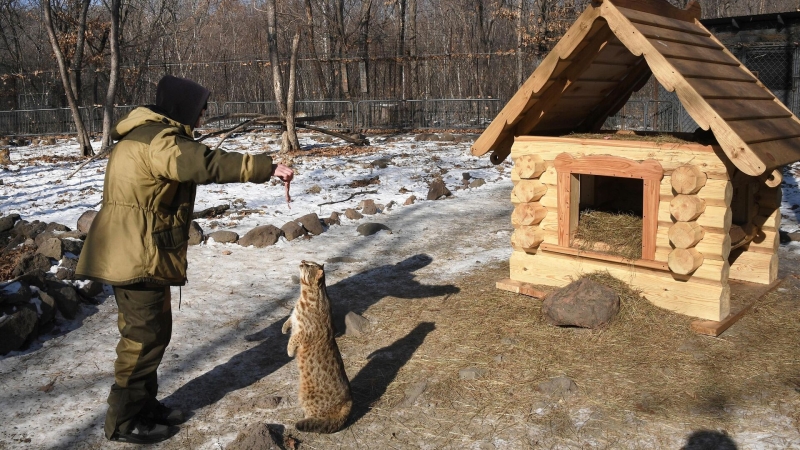 В Приморье двух краснокнижных лесных котят доставили в Центр реабилитации