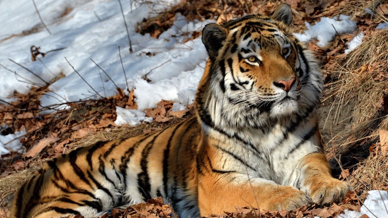 В Приморье поймали амурского тигра, убившего лошадь