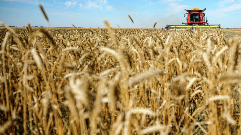 В России собрали 140 миллионов тонн зерна по итогам 2025 года