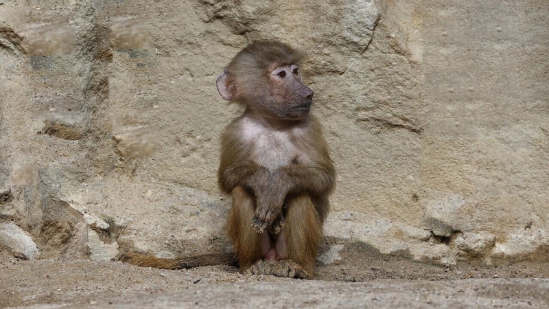 В Саратовской области возбудили дело о травме 5-летней девочки от обезьяны