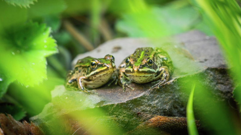 Биолог объяснила, почему в городах исчезают лягушки